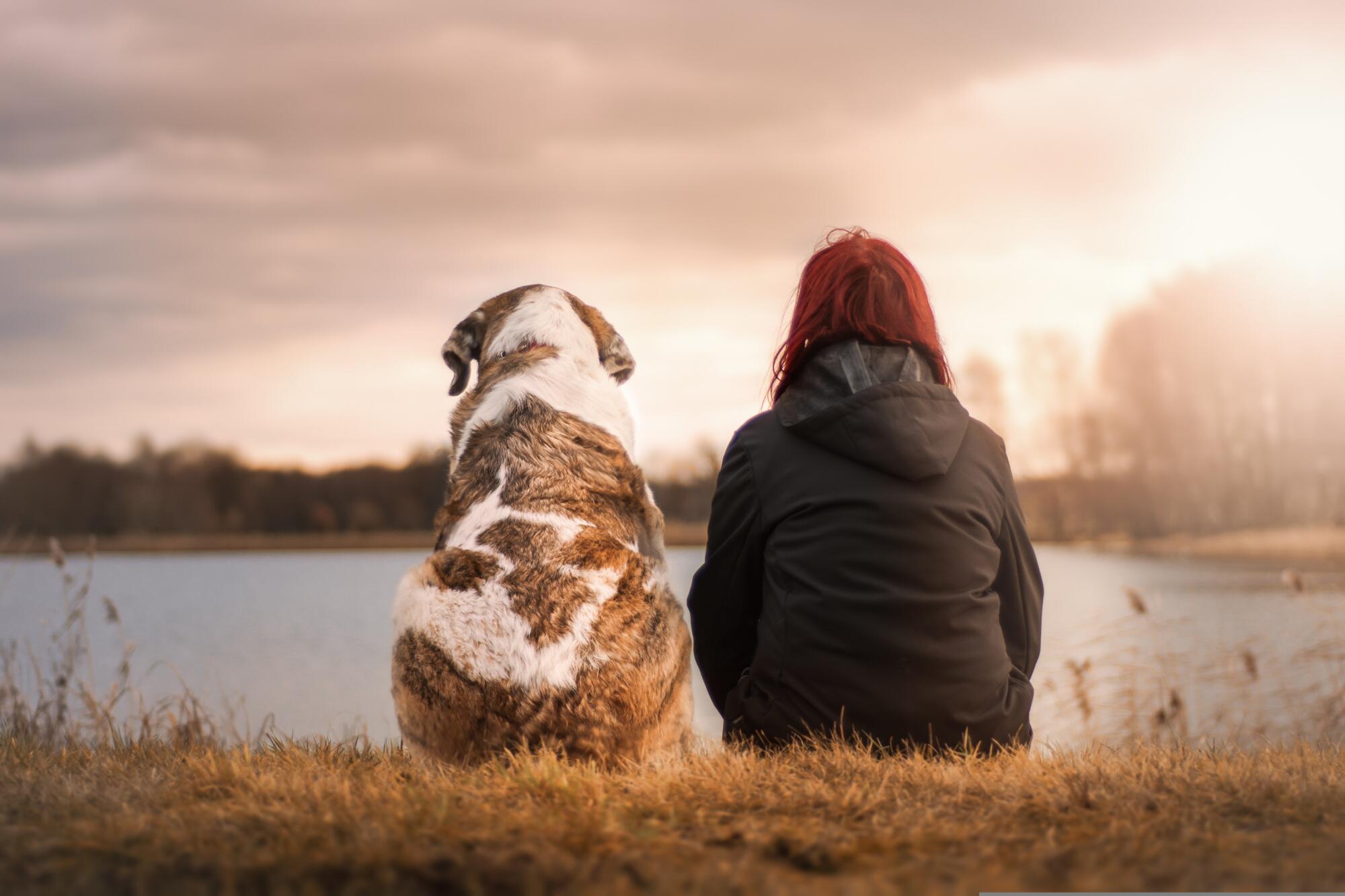Difference Between Service, Emotional Support Animals and Pets